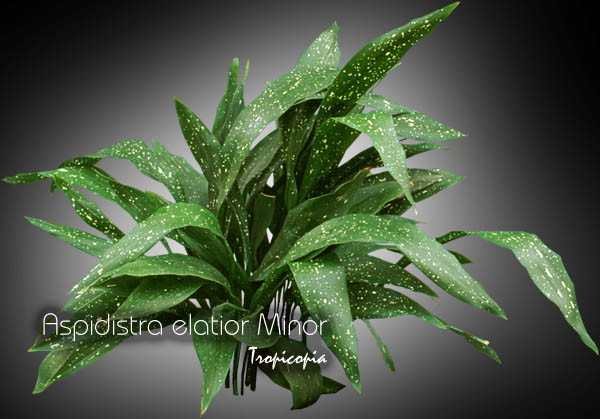 Foliage plant - Aspidistra elatior Minor - Cast iron plant, Aspidistra Milky Way